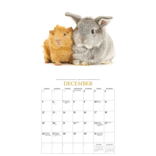Bunnies friends calendar - bunnies,